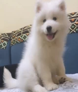 كلب للبيع النوع Samoyed puppy