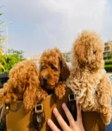 جراوي توي بودل للبيع toy Poodle puppies for sale