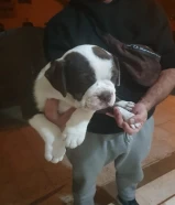 Old English Bulldog