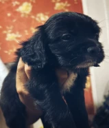 Puppies 40 days black Coker spaniel