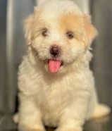 45 يوم Mini Havanese كيوت ولعوب جداً