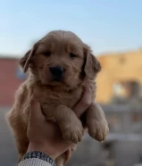 golden pure puppy