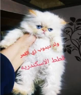 ولد دبدوب بنصف السعر