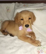 Golden retriever puppy 60 days جولد تريفر جرو 60يوم